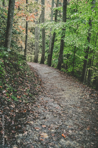 Juney Whank Falls Trail in Smoky Mountains National Park, North Carolina photo