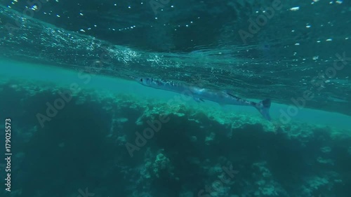 Needlefish floats under surface of water swaying in unison with the waves, Red sea, Marsa Alam, Abu Dabab, Egypt
 photo