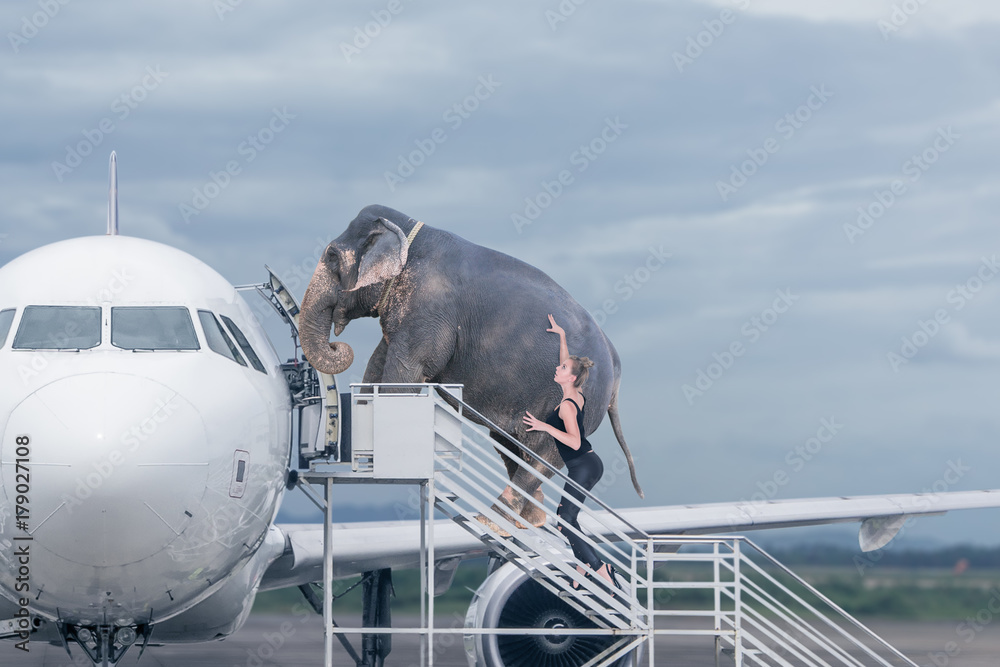 Fototapeta premium Kobieta ładuje słonia na pokład samolotu