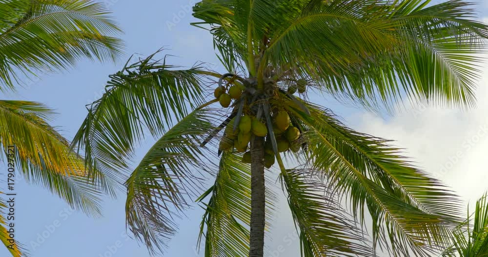 Slowmotion of coconut trees on a breezy day at Zanzibar islands. Africa Slowmotion of coconut trees on a breezy day at Zanzibar islands. Africa