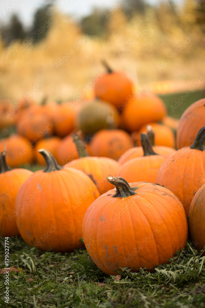 pumpkins at a pumpkin patch pumpkins at a pumpkin patch