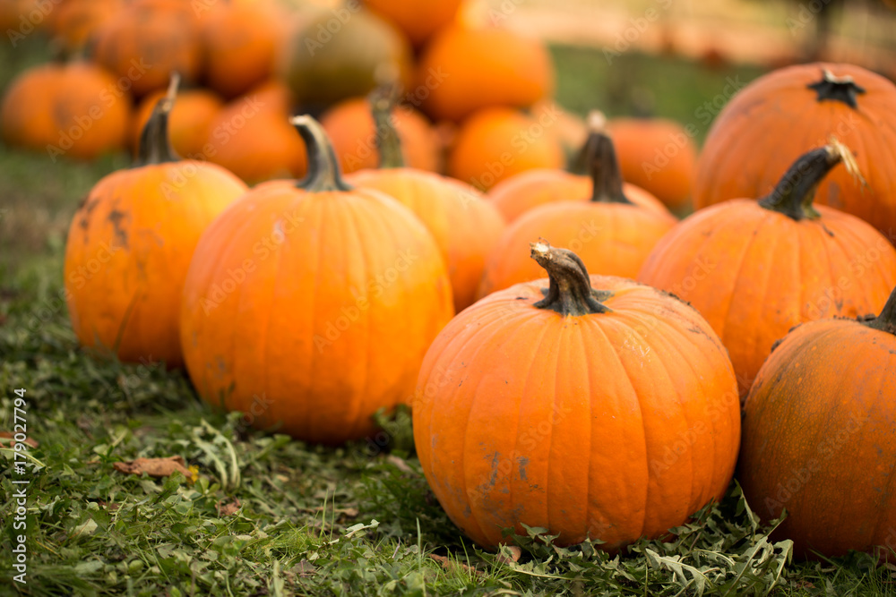 Pumpkins at a pumpkin patch Pumpkins at a pumpkin patch