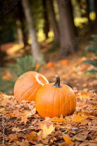 Pumpkins in leaves