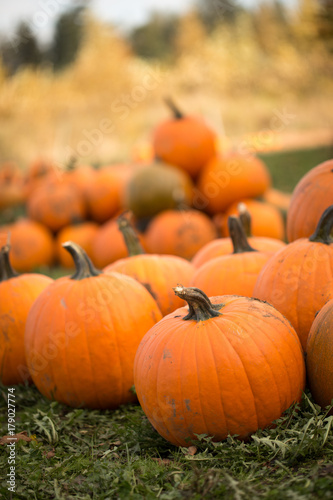 pumpkins at a pumpkin patch