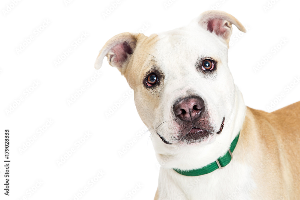 Closeup Large Dog With Sad Eyes Closeup Large Dog With Sad Eyes