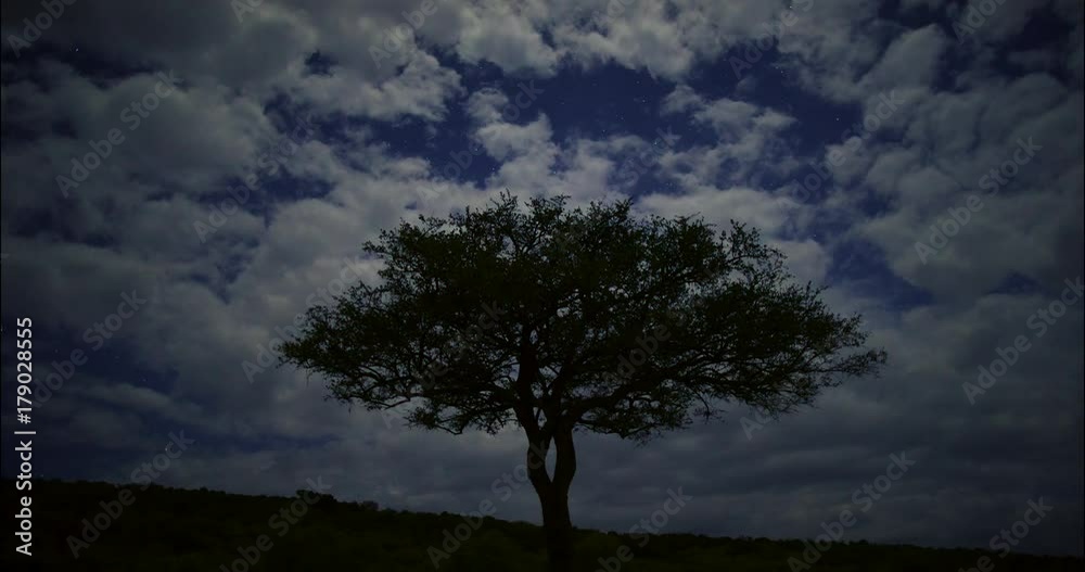 Timelapse of stars and Acacia tree on a cloudy night at Maasai Mara National Park. Kenya, Africa Timelapse of stars and Acacia tree on a cloudy night at Maasai Mara National Park. Kenya, Africa