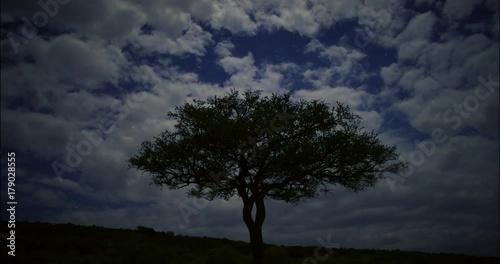 Timelapse of stars and Acacia tree on a cloudy night at Maasai Mara National Park. Kenya, Africa photo