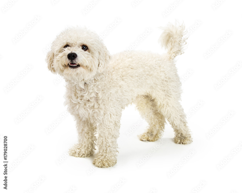 Cute Happy Bichon Crossbreed Dog