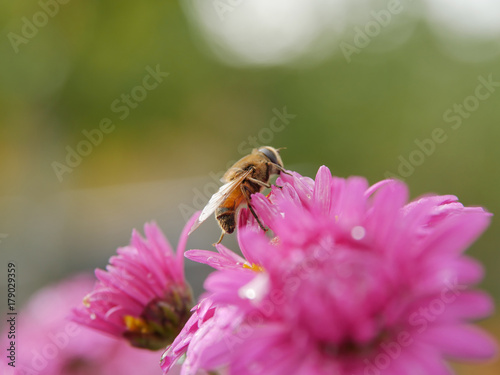 Fluffy bee like fly on pink aster flower. Closeup