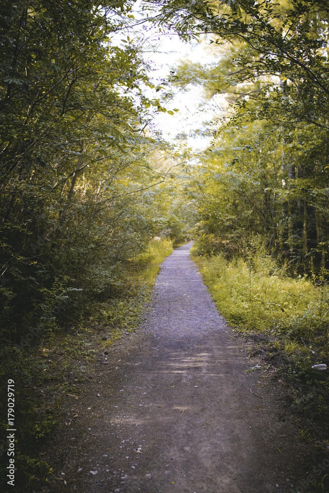 Naklejka premium The Path