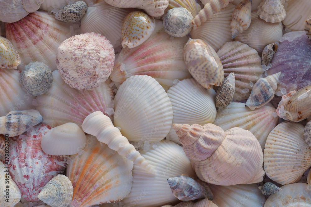 Colorful sea shells background Colorful sea shells background