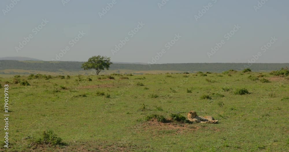 Cheetah seen at the Maasai Mara Game Reserve, Kenya, Africa. Cheetah seen at the Maasai Mara Game Reserve, Kenya, Africa.