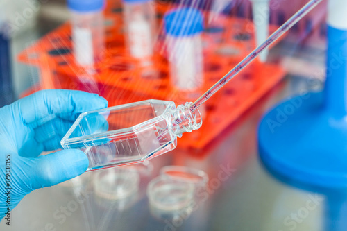 Scientist working with a cell culture flask under sterile hood at laboratory photo