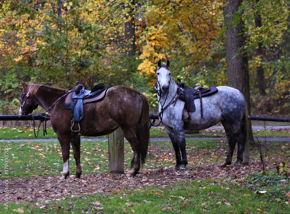Bridled horses Bridled horses