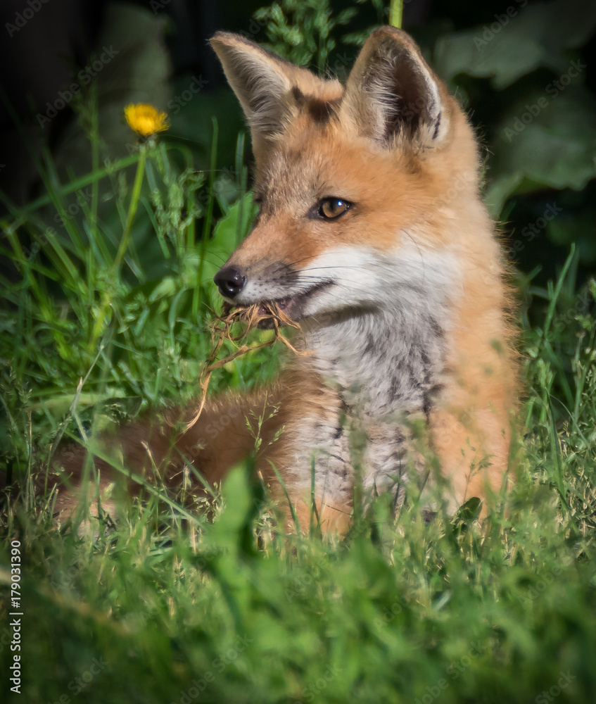 Fox playing with string Fox playing with string