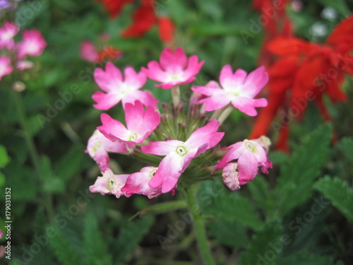 Pink beautiful flowers garden © Ali