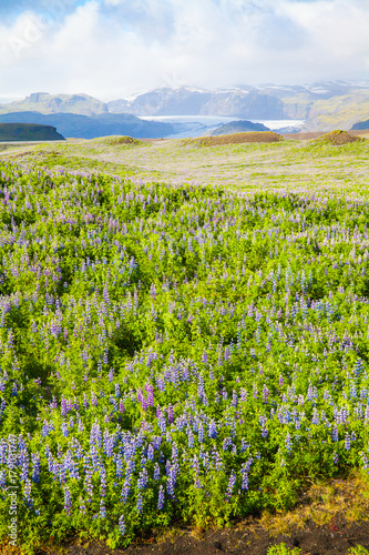 Fototapeta Naklejka Na Ścianę i Meble -  Vatnajokull national park iceland
