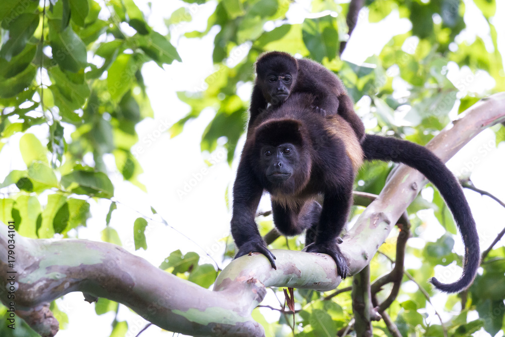 Naklejka premium Howler Monkeys in Costa Rica