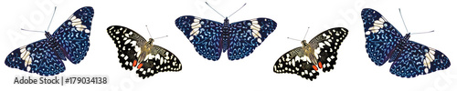 A pattern of butterflies isolated on white background. Two butterflies, lime swallowtail and red cracker, alter to fetch out the copy space in the middle
