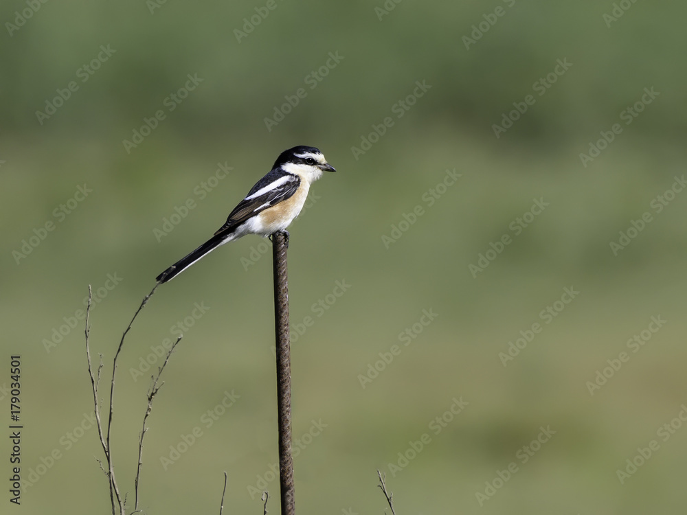 Obraz premium Masked Shrike