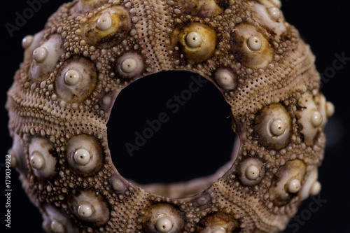 Sea shell details