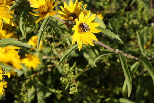 Wildflowers with Bee