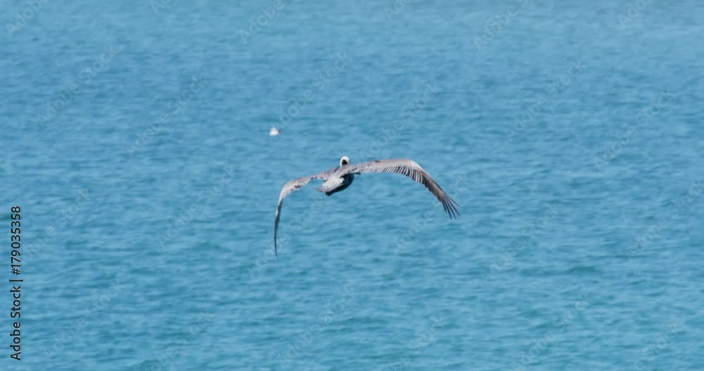Slow motion of Pelicans flying at Seal Beach with beach in the background, California