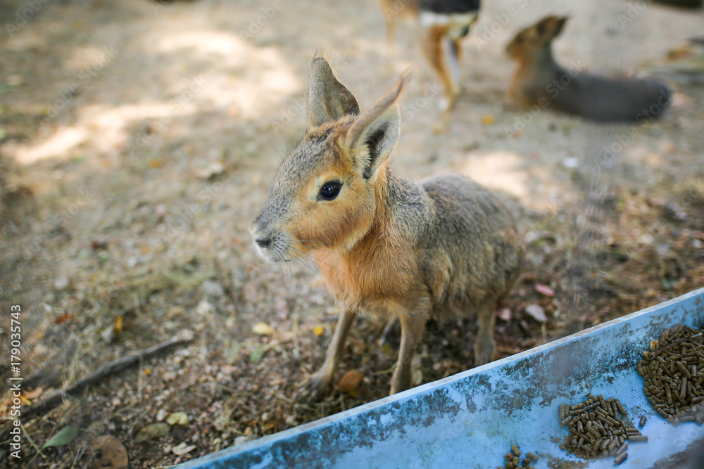 Obraz premium Patagonian Mara