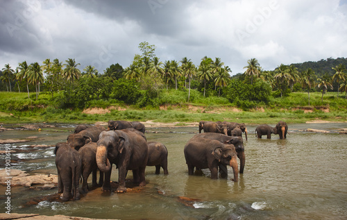 Elefants pride tekingg bath in the local river water in Sri-Lanka, Pinnawela