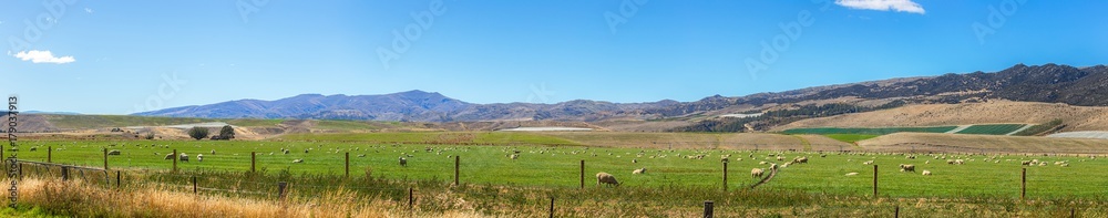 Fototapeta premium Sheep on the meadow in the morning at the South Island of New Zealand.