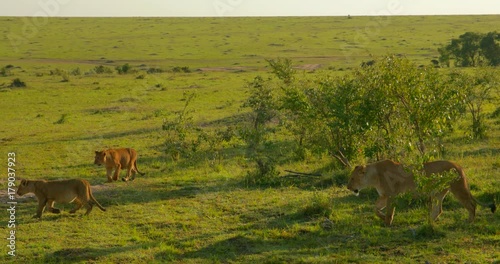 A pride of Maasai lions at Maasai Mara National Reserve, Kenya, Africa