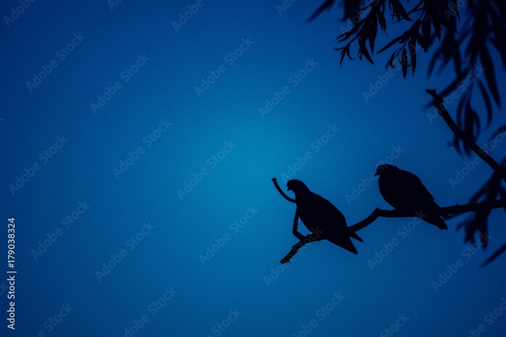 Birds sitting on a branch at night Birds sitting on a branch at night