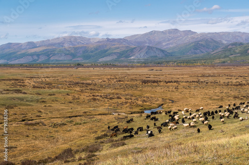 Herd of sheep and goats grazing in the Mongolian steppe