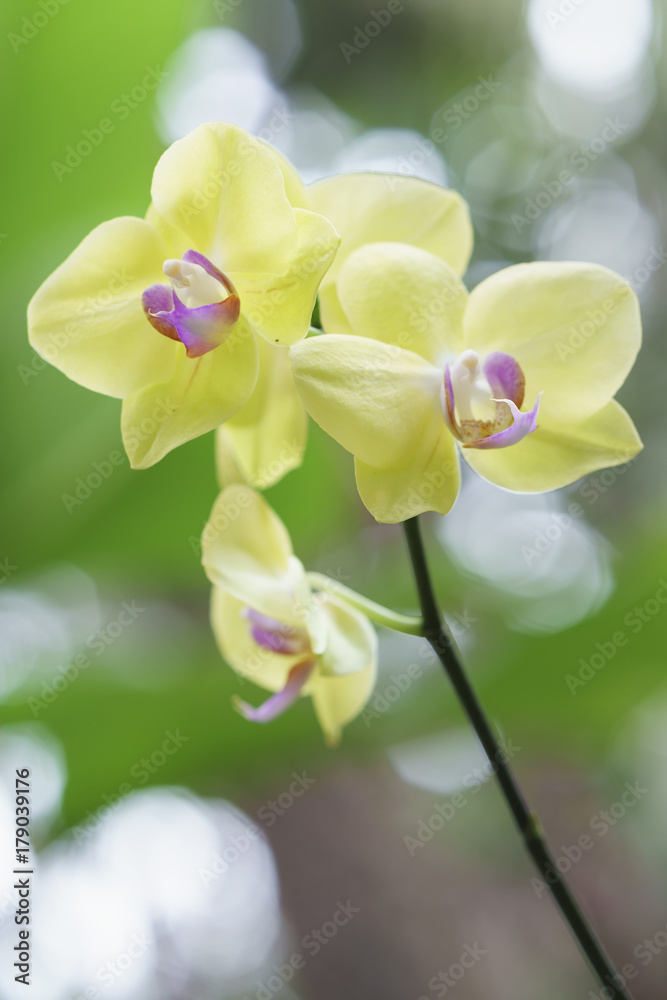 Obraz premium Phalaenopsis orchids flowers in bloom in adorn the beauty of nature. This flower grows in the tropics, flowers bloom long and are decorated in landscaped gardens