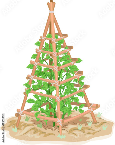 Trellis Support Plant Illustration