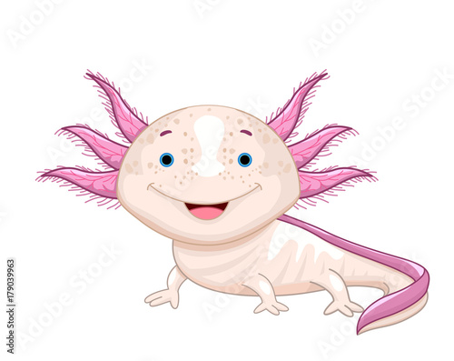 Axolotl Illustration