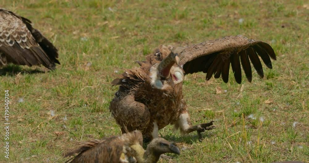 Close up of vulture walking with wings open to feed on Wildebeest carcass at Maasai Mara National Reserve, Kenya, Africa Close up of vulture walking with wings open to feed on Wildebeest carcass at Maasai Mara National Reserve, Kenya, Africa