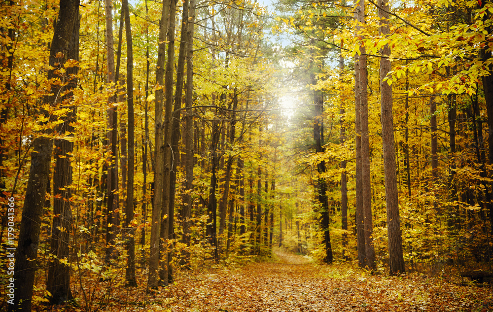 Fototapeta premium Autmn Forest