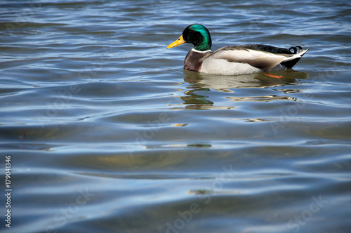 A mallard swims through the reeds along a lake