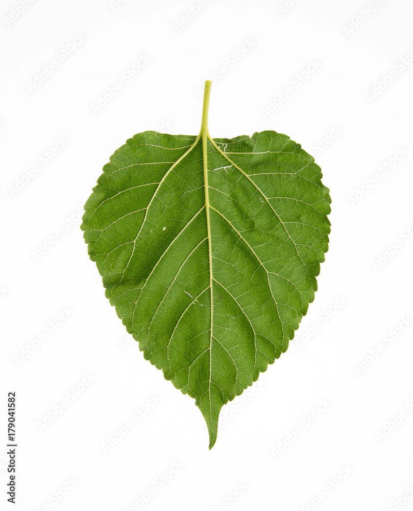 Fototapeta premium leaf or green leaf on a background.