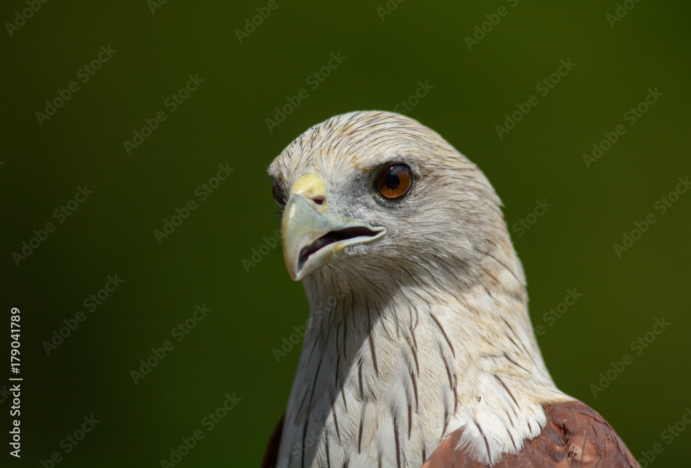 Haliastur indus (Brahminy Kite)