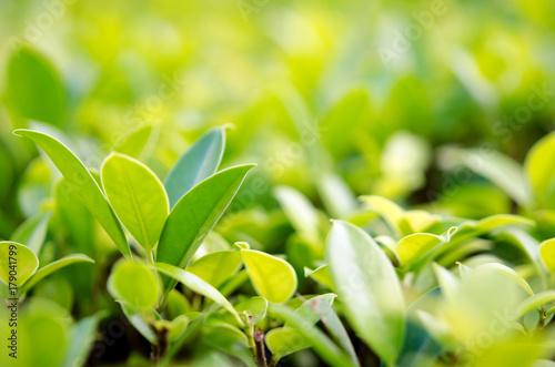 nature green leaf