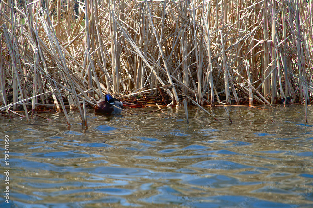 A mallard swims through the reeds along a lake A mallard swims through the reeds along a lake