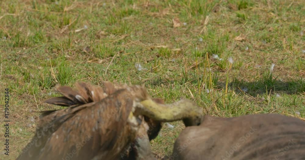 Close up of vultures feeding on a Wildebeest carcass at Maasai Mara National Reserve, Kenya, Africa Close up of vultures feeding on a Wildebeest carcass at Maasai Mara National Reserve, Kenya, Africa