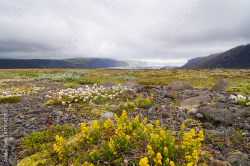 Beautiful wild flowers in Iceland. photo