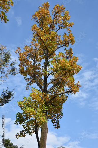 Platanus