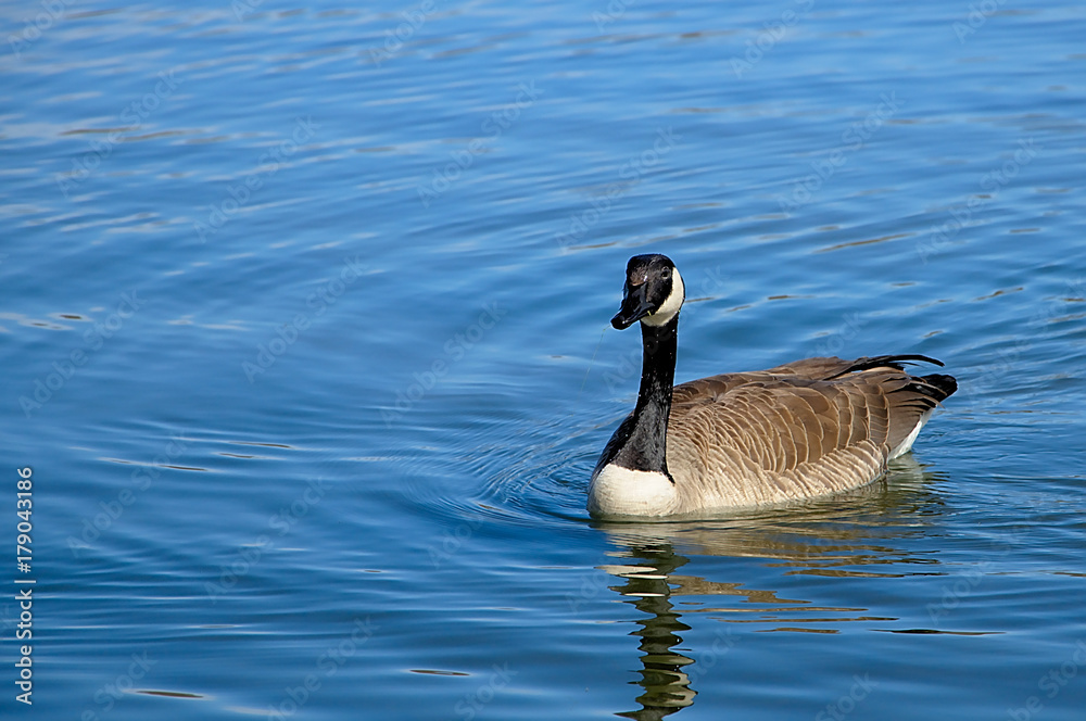 Obraz premium Geese looks for scraps of food on lake in the woods