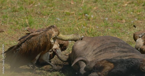 Close up of vultures feeding on a Wildebeest carcass at Maasai Mara National Reserve, Kenya, Africa