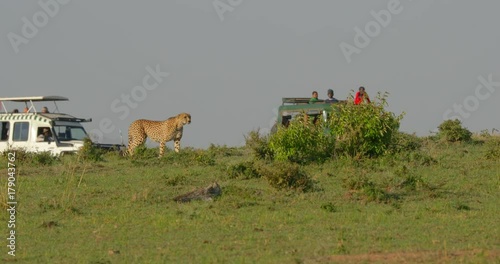 Cheetah looking at tourists in the plains of Maasai Mara National Reserve, Kenya, Africa