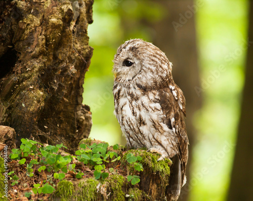 Young tawny owl in forest - Strix aluco